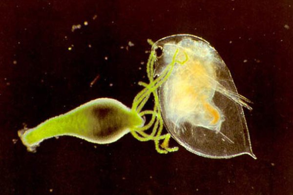 Kraken адрес onion